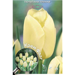 Тюльпан Триумф Крем Флаг