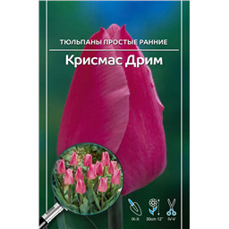 Тюльпан Простой Ранний Крисмас Дрим