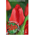 Тюльпан Бахромчатый Кристал Бьюти