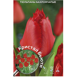 Тюльпан Бахромчатый Кристал Бьюти