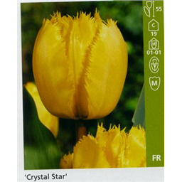 Кристал Стар