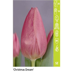 Кристмас Дрим