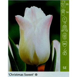 Кристмас Свит