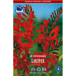 Крокосмия Люцифер