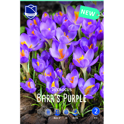 Крокус Барс Парпл