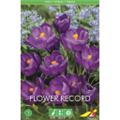 Крокус Флауэр Рекорд(упаковка мини)