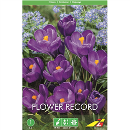 Крокус Флауэр Рекорд(упаковка мини)