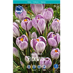 Крокус Пиквик