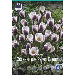 Крокус Принц Клаус