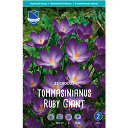 Крокус Руби Джиант