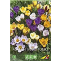 Крокус Смесь ботанических крокусов(упаковка мини)