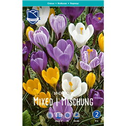 Крокус Смесь крупноцветковых