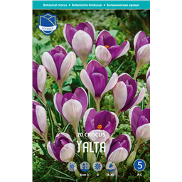 Крокус Ялта