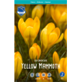 Крокус Йеллоу Мамут