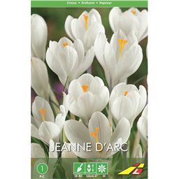 Крокус Жанна д`Арк(упаковка мини)