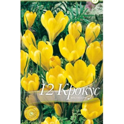 Крокус Биг еллоу