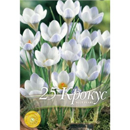 Крокус Блю Перл