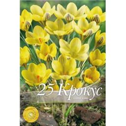 Крокус Джипси Гёрл