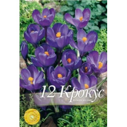 Крокус Флауэр Рекорд