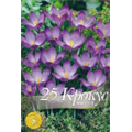 Крокус Руби Гиант