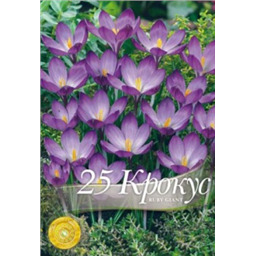 Крокус Руби Гиант