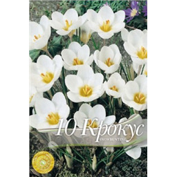 Крокус Сноубунтинг