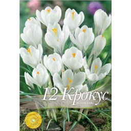 Крокус Жанна Д`Арк