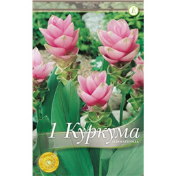 Куркума Алисматифолия