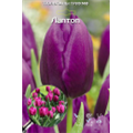 Тюльпан Триумф Лаптоп