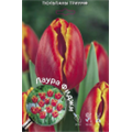 Тюльпан Триумф Лаура Фиджи