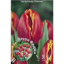 Тюльпан Триумф Лаура Фиджи