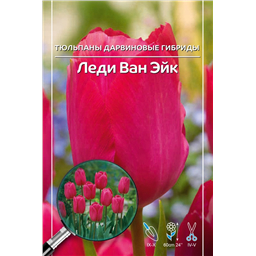Тюльпан Дарвинов гибрид Леди Ван Эйк