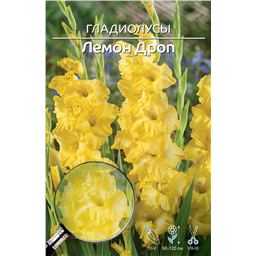 Лемон Дроп
