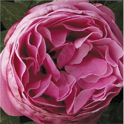 Леонардо да Винчи