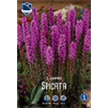 Лиатрис Спиката