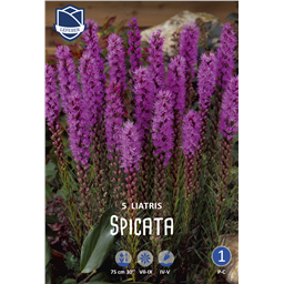 Лиатрис Спиката