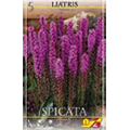 Лиатрис Спиката