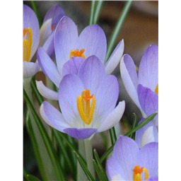 Лилак Бьюти