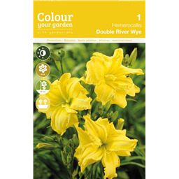 Лилейник Дабл Ривер Вей