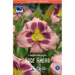 Лилейник Эйдж Эхед