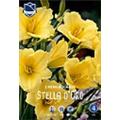 Лилейник Стелла де Оро