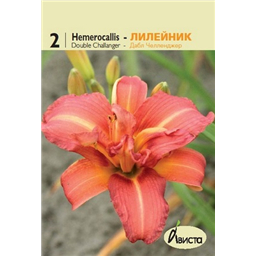 Лилейник Дабл Челленджер