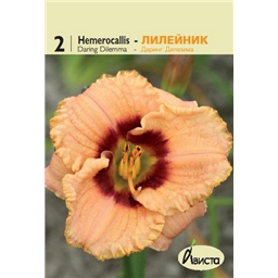 Лилейник Даринг Димма