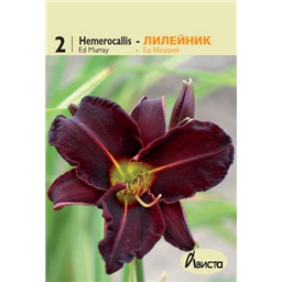 Лилейник Эд Мюррей