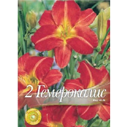 Лилейник Катарина Вудбери