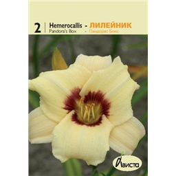 Лилейник Пандорас Бокс