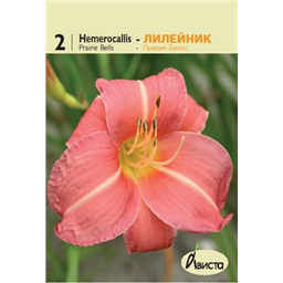 Лилейник Прерия Беллс