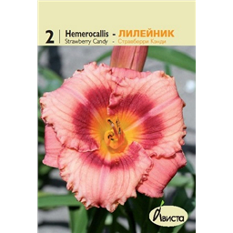 Лилейник Стравберри Кэнди
