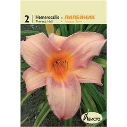 Лилейник Тереза Халл
