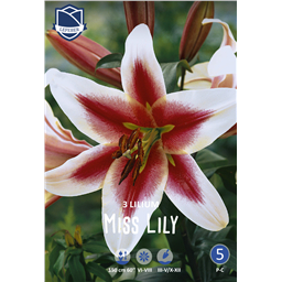 Лилия Мисс Лилу 